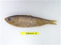 藏品(錘氏小砂(魚丁))的圖片